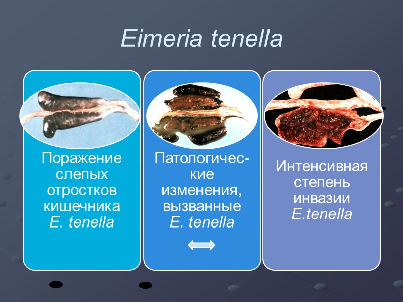 Eimeria tenella